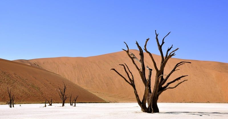 Safari en Afrique : les conseils essentiels pour une expérience inoubliable